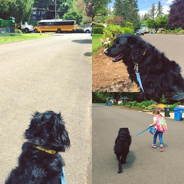 bemonopo's tweet photo. #martymcfly #dogsofinstagram #muttsofinstagram https://t.co/llgrcJgFg6 https://t.co/SmfXjB76e3