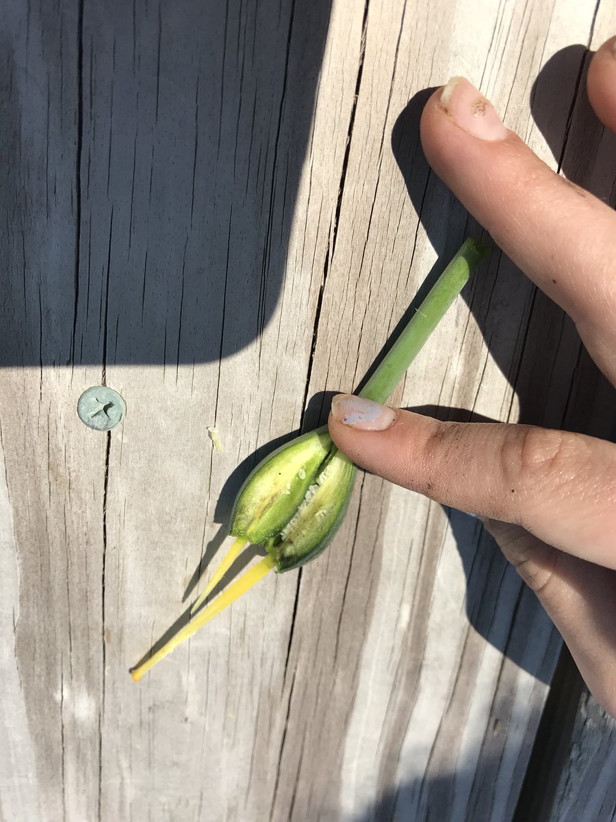 SoutholdScience's tweet photo. Taking a closer look at how life works @southoldelem @mmcmillen7 @DebKimmelman @MrsPhillips13 https://t.co/GsiBbqbyfH
