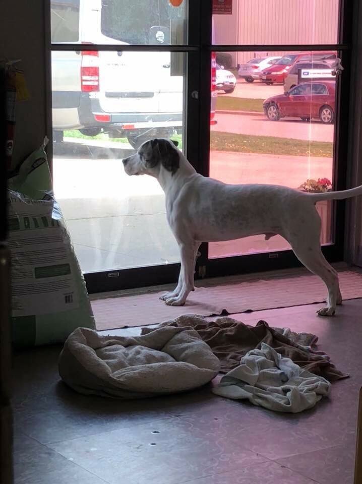 To our loyal Twitter supporters, we are in need of your help! Poor Scorpio has had little interest in a long time and we don’t know why. Scorpio is the SWEETEST boy who has had a rough start in life. Please help Scorpio by retweeting facebook.com/hopefultails/p…