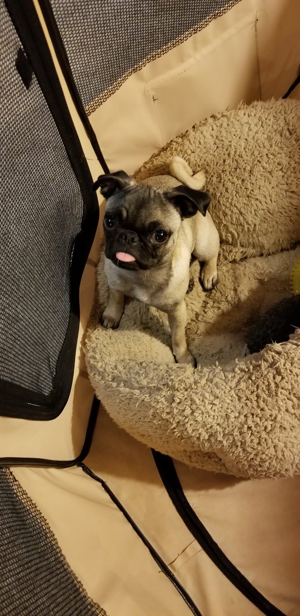 #tongueouteveryday #Sophie #pugpuppy #puglife
