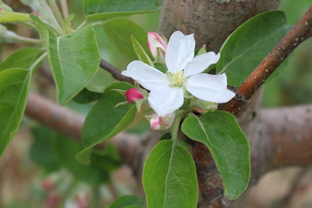 PepinHeights's tweet photo. Wake up, Twitter! We've gone from snow balls to snowball blooms in about two weeks. The apples are coming! (OK, in a few months...) https://t.co/hfLi0lRgYU