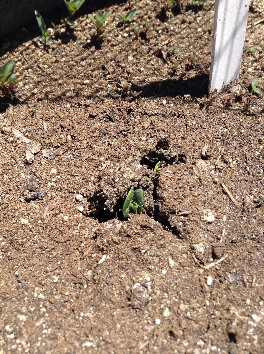 vintage1978's tweet photo. good things to come 🌱🌻 😀#Garden #Gardening #Jardin #Vegan #Vegano #Vegetal #Vegetable #Squash #calabacita #Alexandria #Delicious #Delicioso #FromTheGardenToMyTable #spring #primavera #johnnyseeds #seedling #sprout #highdesert @JohnnySeeds https://t.co/QeZv3qcILE