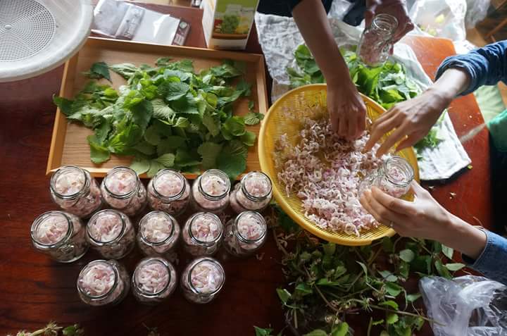 里山文庫 まえだちさと プラントハンター 10 オドリコソウ 学名 Lamium Album 生薬 野芝草 英語 Dead Nettle 和のエディブルフラワーに凝ってます ヒメオドリコソウの花もよい どっちもシソ科 葉はナムル 花は薬酒 全草干して薬湯にと便利 薬草