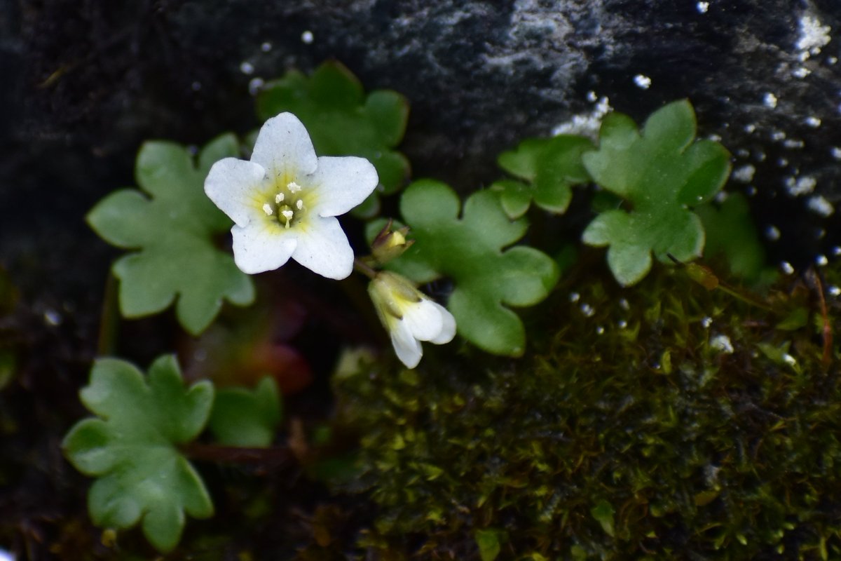 <a href="/MendGlacierUSFS/">Mendenhall Glacier</a> wildflowers are starting to bloom. This Sitka Mistmaiden is nestled on the bedrock near the Tern Bus Stop.  What's blooming near you?
