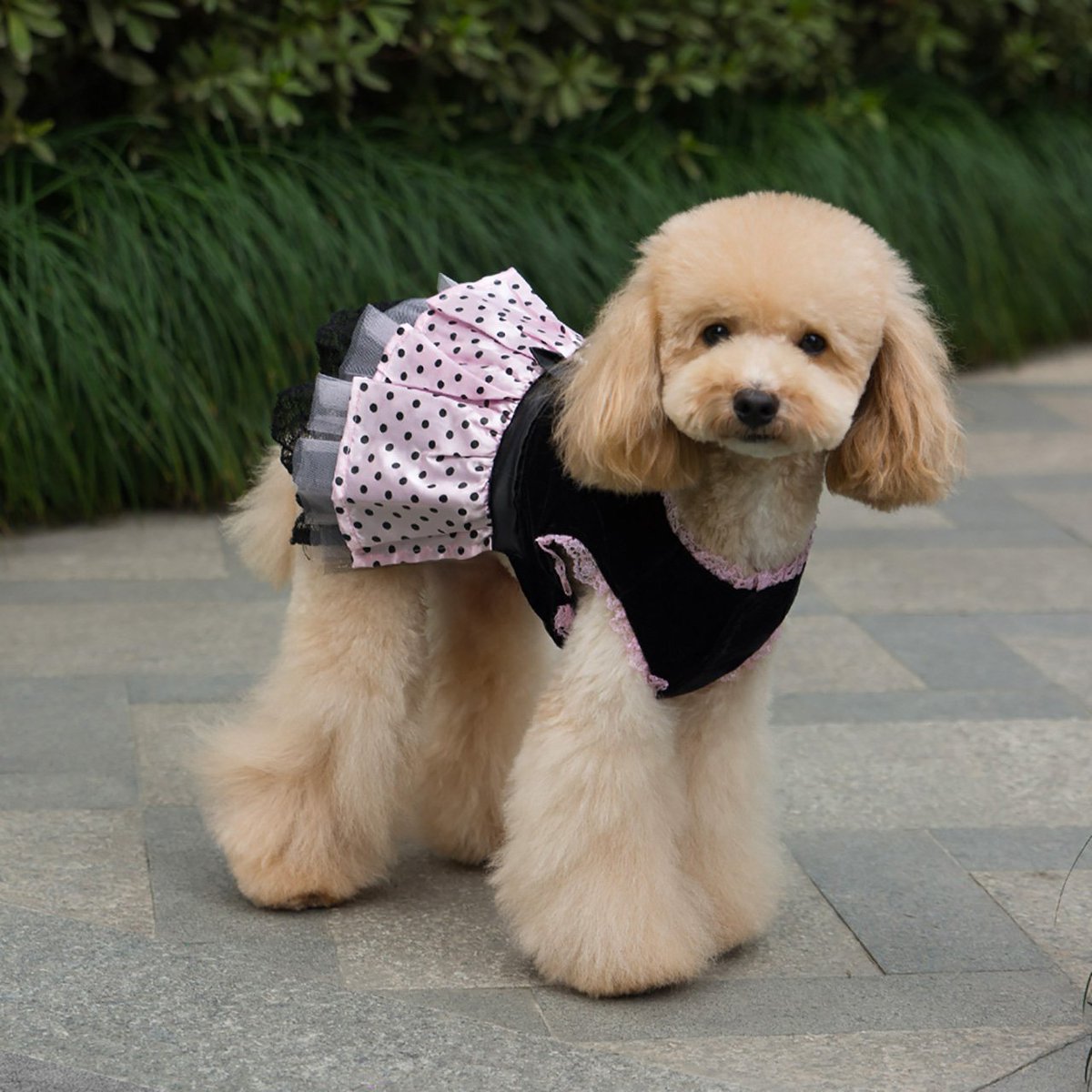 We have your new doggie dress! doggiepet.com