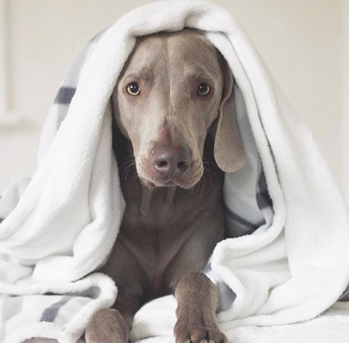 KibblePet's tweet photo. Work called. It’s cancelled. Stay in bed 🙃 (📸: IG @alongcameharvey) #KibblePet #DogsOfTwitter https://t.co/A8zZzx7msw