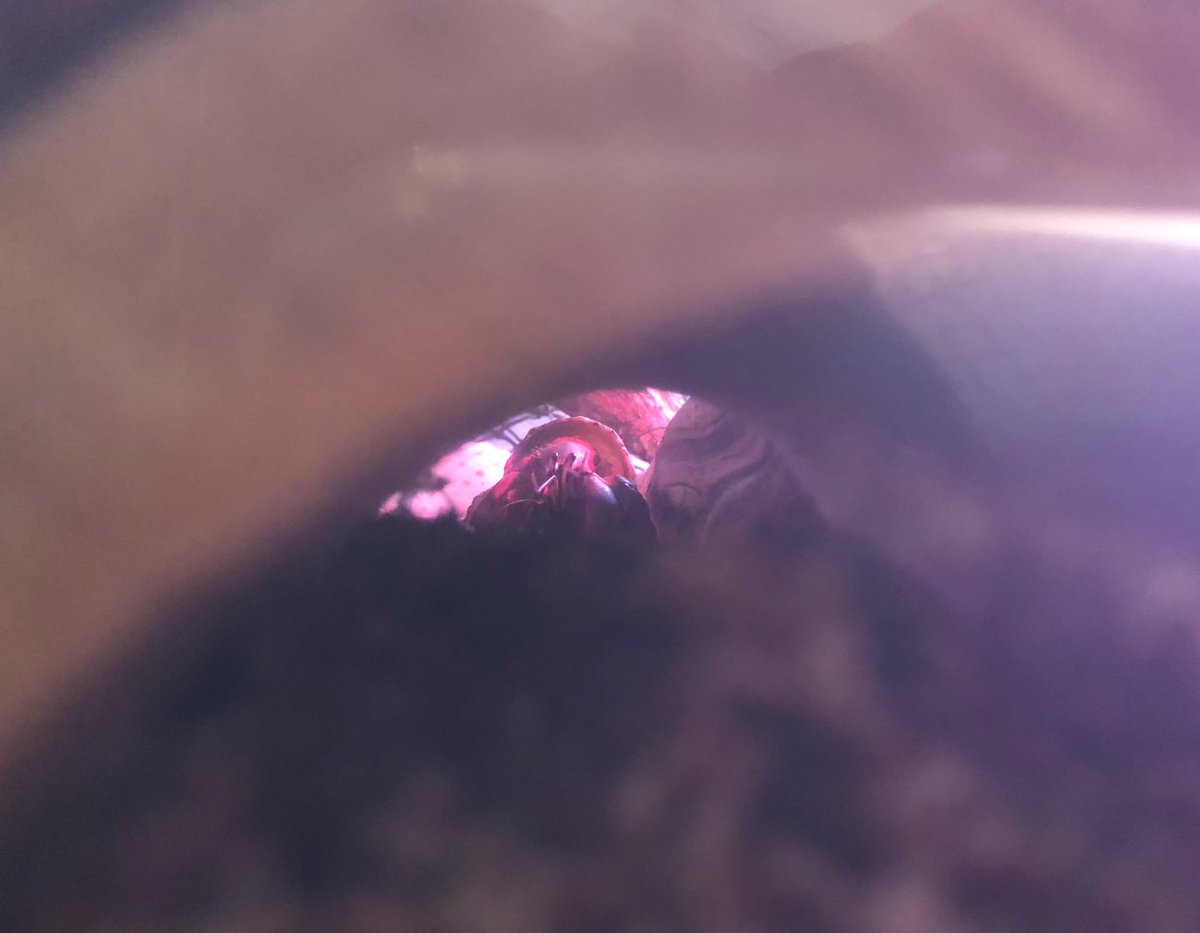 KatorasC's tweet photo. Peek-a-Boo https://t.co/N87CNFDr62