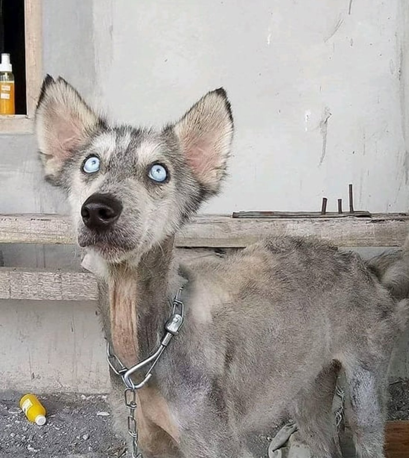 Смешная дворняга