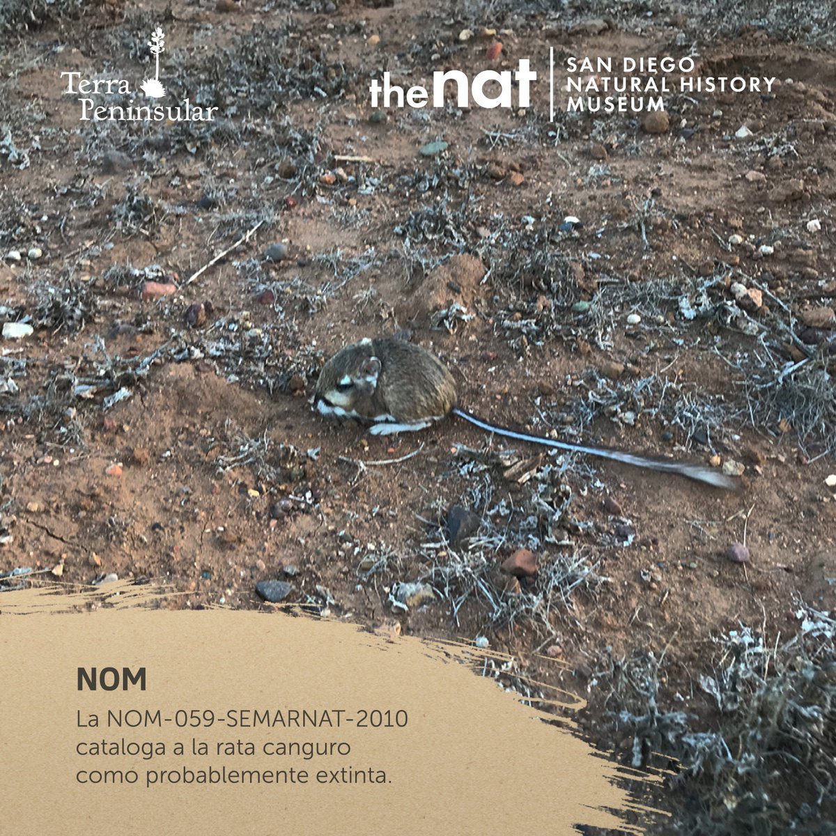 TerraPeninsular's tweet image. 🏜️🐭#ElRetornoDeLaRataCanguro🐭🏜️
La #RataCanguro (Dipodomys gravipes) se encuentra en la Norma Oficial Mexicana NOM-059-SEMARNAT-2010 como especie “Probablemente extinta en el medio silvestre”.
@SDNHM @KRat #BackFromExtinction