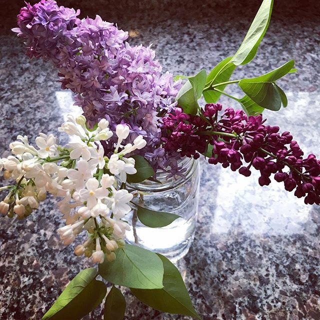 sarasgraham's tweet image. Just discovered that we have not one, not two, but THREE gorgeous varieties of lilacs. 🌸😍 #firstspring #newhome ift.tt/2K9zrnz