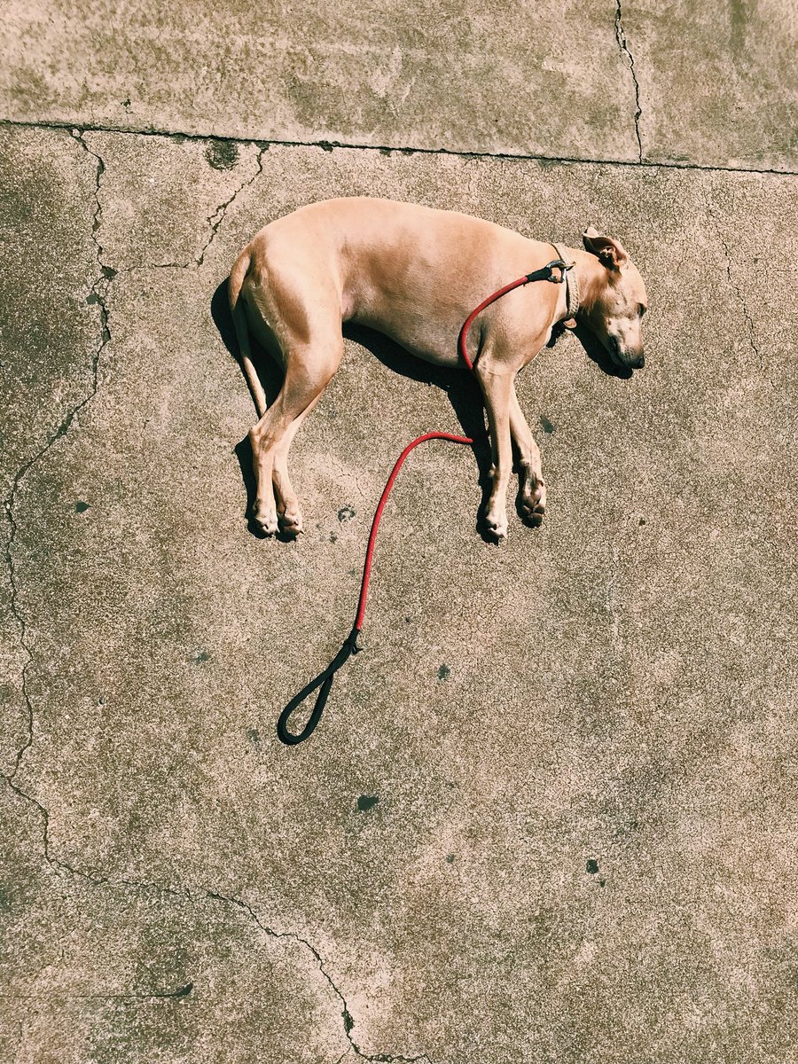 janksta1's tweet image. gimme the hi life