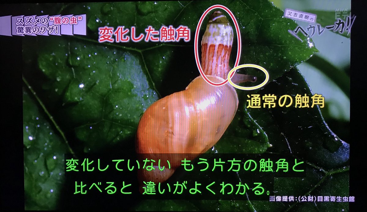 カタツムリが寄生虫に行動を操られてしまうように トキソプラズマに寄生された人間は行動や人格が支配される 又吉直樹のヘウレーカ Togetter