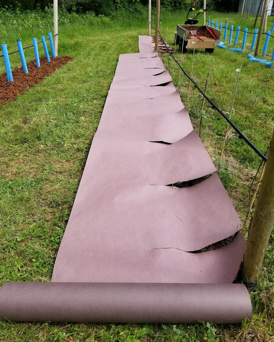 The next step for us in the weed war is a layer of heavy weight paper to snuff out the weeds before decomposing.  48 inch wide roll... cut slits to slide into the tree row.
#appleorchard #weedcontrol #weedwar #weedguardplus