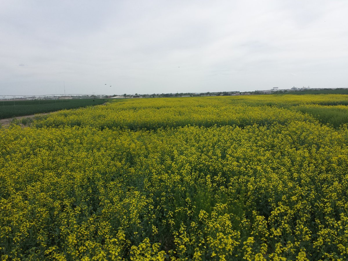 ksucanola's tweet photo. Garden City #NWCVT site making yield. A good fall stand and irrigation made all the difference this year. Some nice variety differences. #canola @KStateAgron https://t.co/0lxAsNHpdI