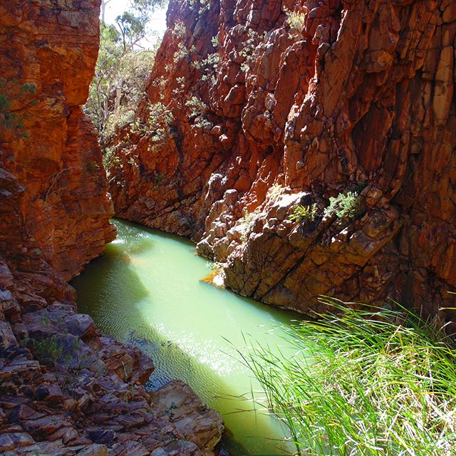 VisitCentralAus's tweet photo. Another #RedCentreNT hidden gem, Bond Gap is on the #LarapintaTrail about 6 km west of #SimpsonsGap. The "Woodland Trail" loop, a return distance of 17 km, takes you through excellent examples of Mulga woodland. Thanks for the pic: maxbrae (IG) https://t.co/PagVyoXC0T