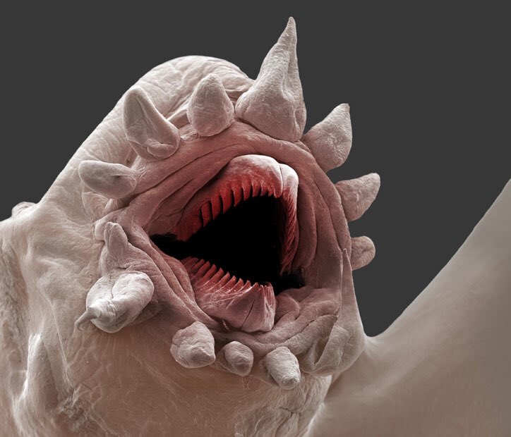 Kieran on X: This is a bloodworm, a type of polychaete worm. Here are some  other polychaete mouth parts for your viewing pleasure:   / X