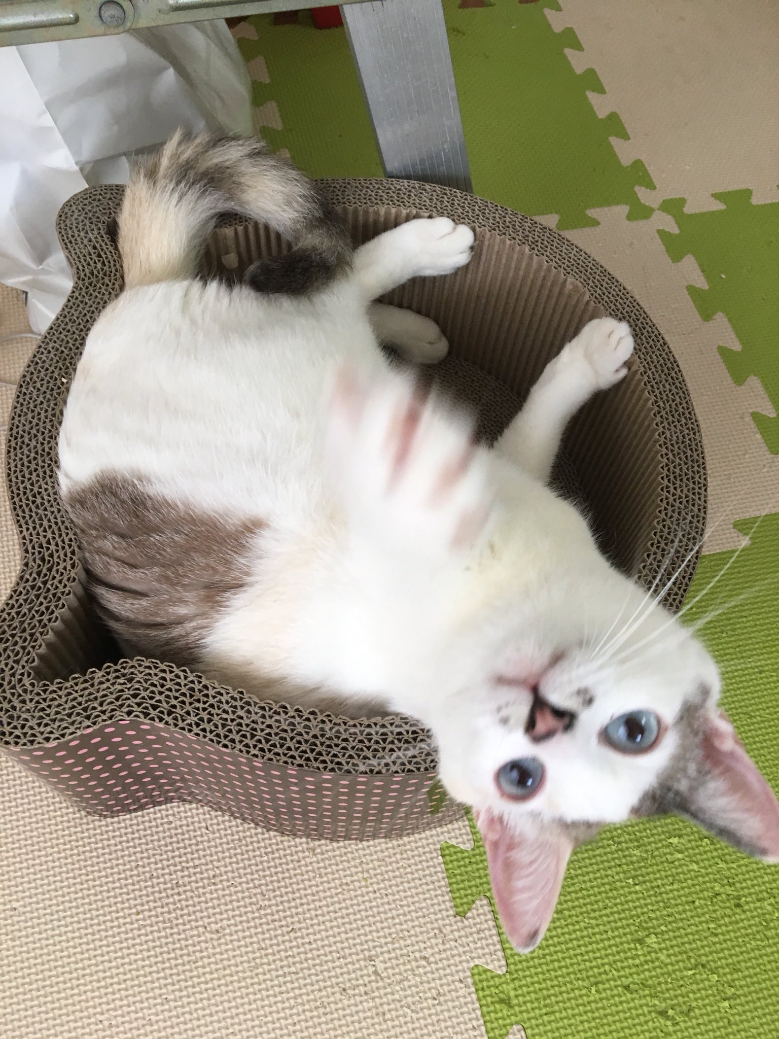 猫の匂い Twitter Search Twitter