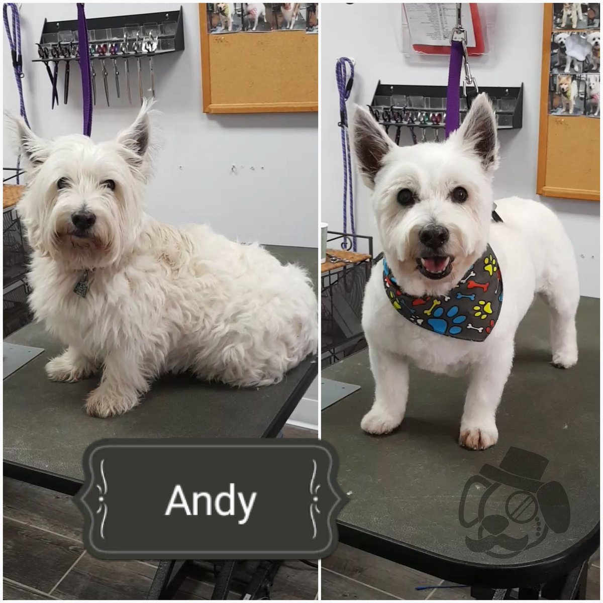 TCCGrooms's tweet photo. #Andy! / ✂️ / #Westhighlandterrier #Westie/ #conspicupups #dog #dogs #doggroomer #doggrooming #pet #pets https://t.co/N7GXbOyB5n
