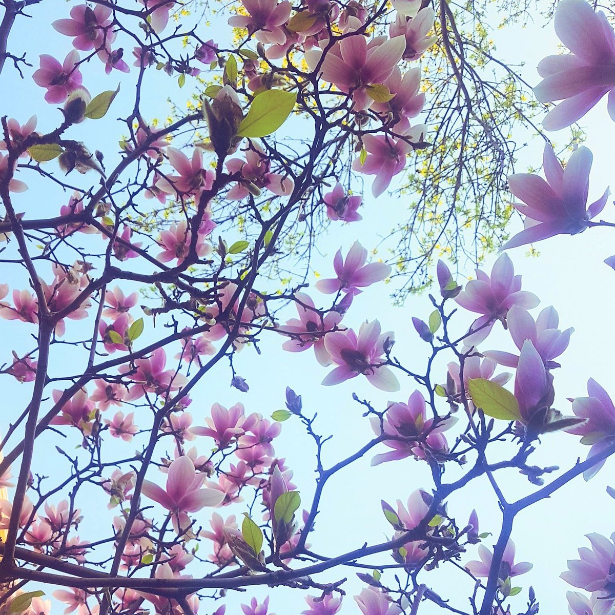 NatashaWalli's tweet image. If you pass a cherry blossom tree and don&apos;t post a pic, are you really on social media, even? #standardoperatingprocedure #cherryblossom #season #trend