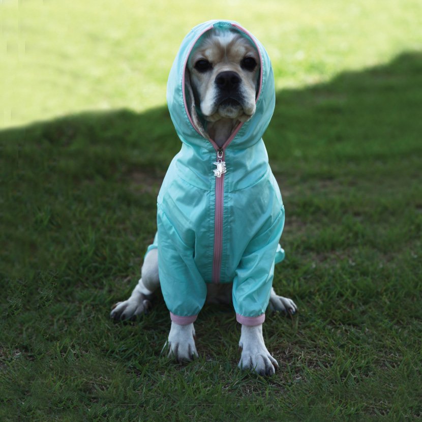 Jumper never disappoint! doggiepet.com