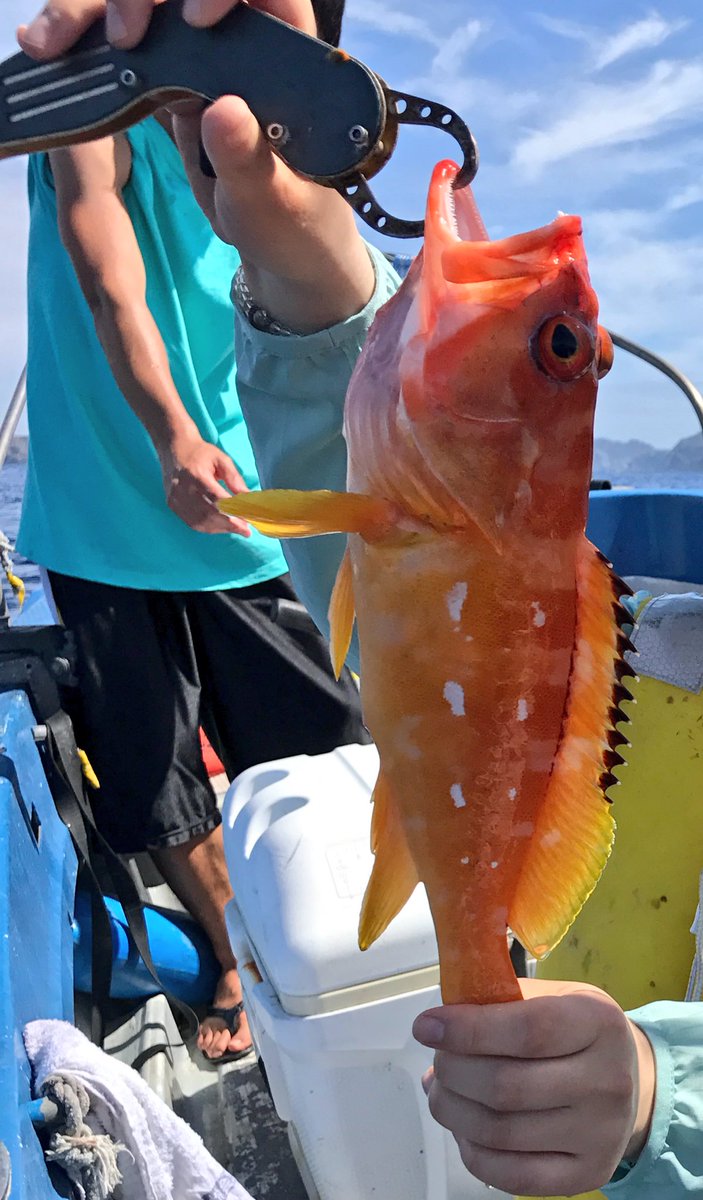 ট ইট র 櫛 海月 てわけで お魚の説明を まず最初に狙ってたのはアカハタ アカバ これはわりとバンバン釣れる 小笠原ではごく一般的に取れる魚