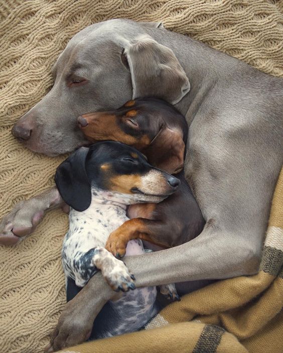forbabs4pets's tweet photo. Midweek snuggles ๐ด#ForBabs #ForBabs4Pets #snuggles #dogsofIG #puppies https://t.co/Jd1SvRzxHZ