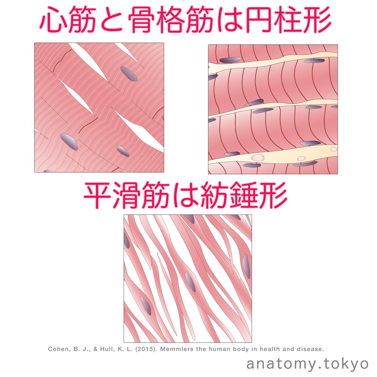 ট ইট র かずひろ先生 なるほど解剖学 心筋細胞は紡錘形をしている 解答 心筋細胞は円柱形をしています 紡錘形は平滑筋です 解剖学 心臓 心筋 Myocardium 一問一答 T Co Hndfuilerr