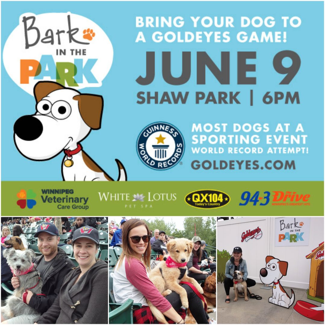 ChrisDca's tweet photo. #BarkInThePark is June 9 @Wpg_Goldeyes Shaw Park. Bring your pooch to a game on us! We have 2 pairs of tickets to win. RT this tweet to enter! More info: https://t.co/KCdGIPxHpB https://t.co/WiPhs59Ebv