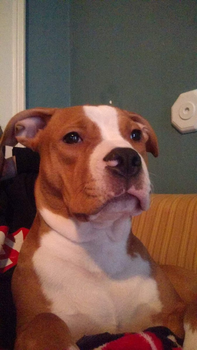 cloudkingcodi's tweet image. miss my dag so much