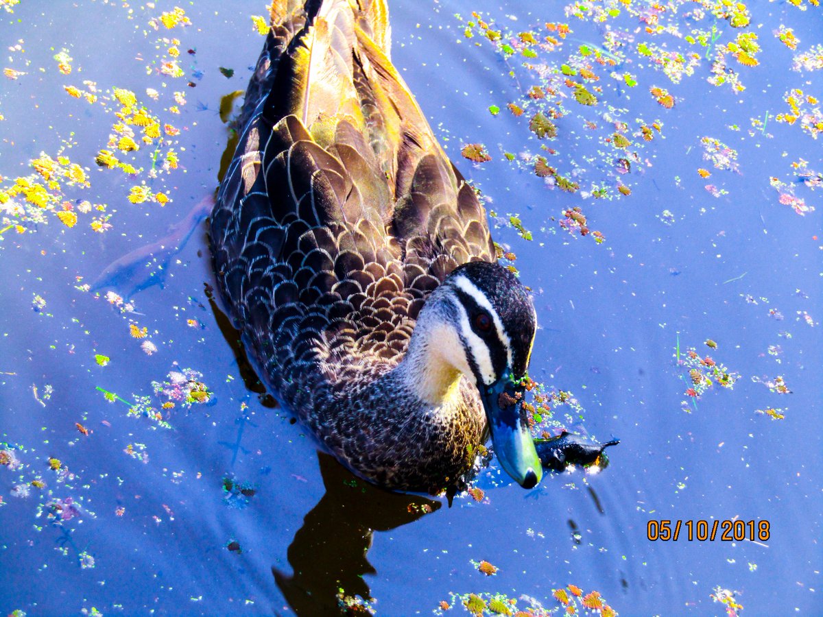 TrashTheUnded's tweet photo. HAVE ME DUCK #hcidmt https://t.co/AW4V2Loo60