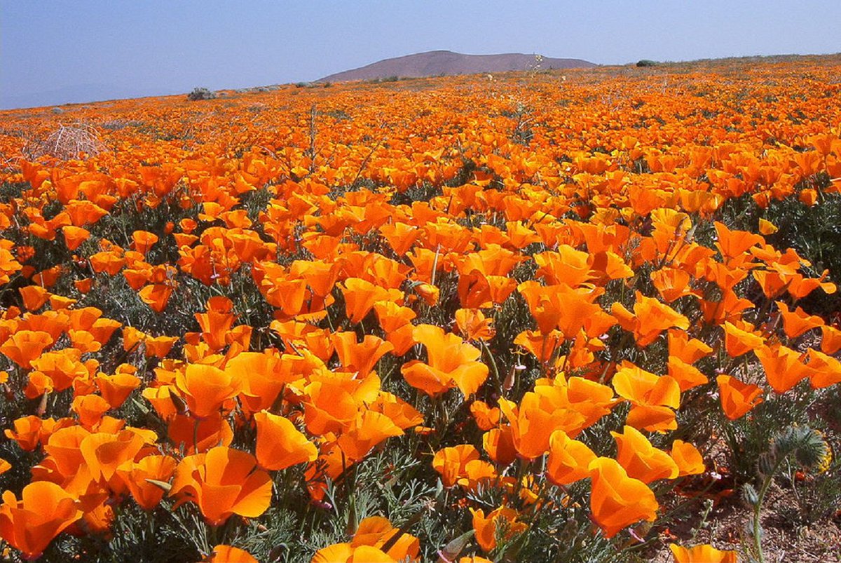 HoganSOG's tweet photo. Antelope Valley Poppy Reserve, California. https://t.co/KPolfoJuxc