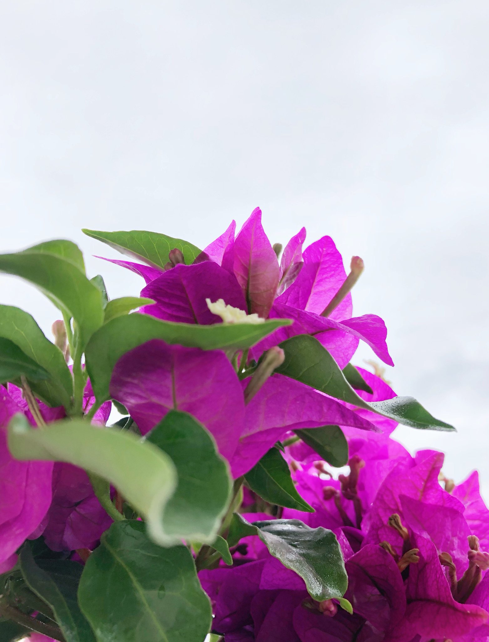 ブーゲンビリアの花言葉 Twitter Search Twitter