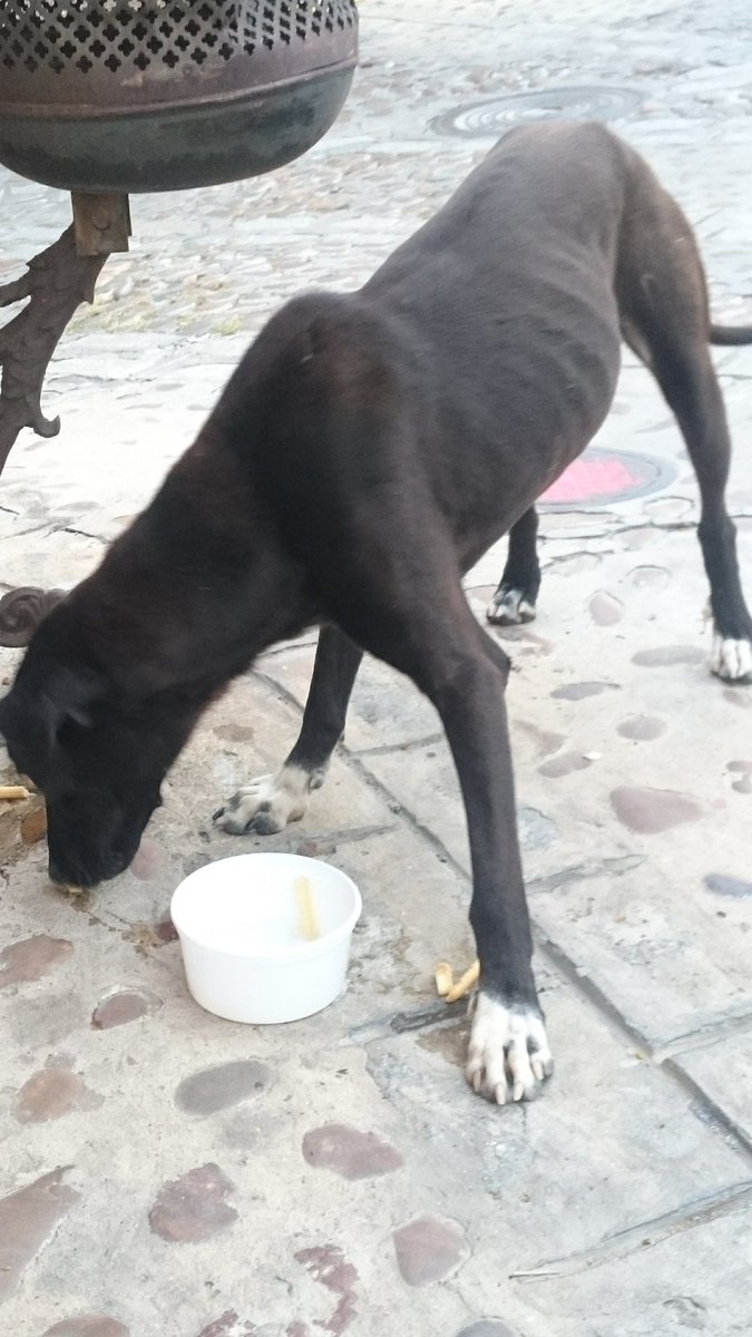 PitosdeCana's tweet photo. @ProcanesCarmona ha aparecido en nuestra sede (calle Barbacana). Hambriento, sediento y atemorizado. Pero parece muy cariñoso. Obedece a la orden de sentarse. A ver si alguien quiere darle un hogar. https://t.co/hbwMbP4bLK