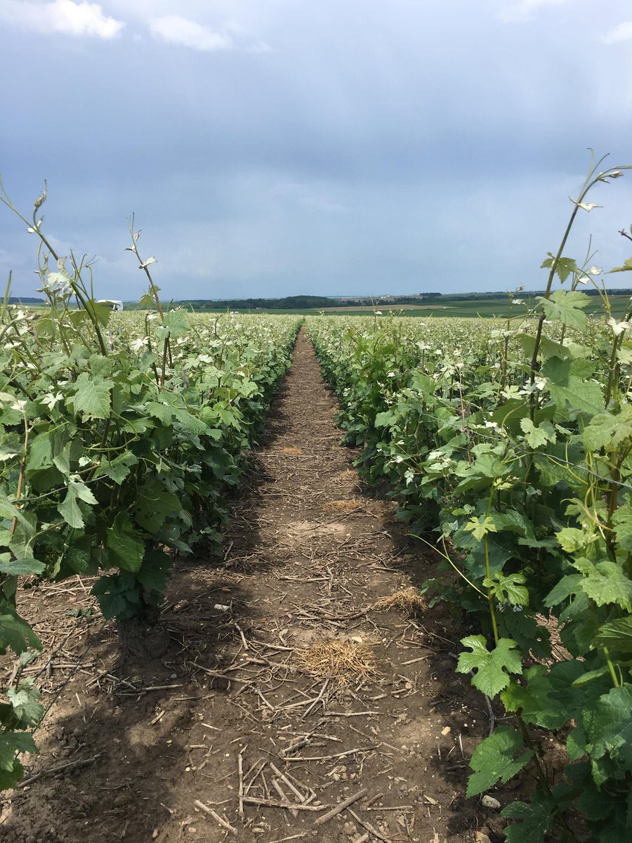 ChampagneJMVF's tweet photo. [FR] Avant et après dans les vignes ! On travail dur ! 🍇☀
[EN] Before and after in our vineyards! We are working hard! 🍇☀ 
#champagne #workhard #workinprogress #vine #vineyards #champagneardennes #france #vignes #raisins https://t.co/QbQJIkouHF