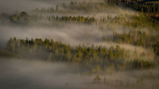 Beauty is definitely found in the simplest of things. #jacksonhole #jhdreaming #mygtnp #findyourpark #landscapephotography #ourplanetdaily #wyoming #thatswy #discover_wyoming #wyomingphotographer #mthrworld #yourshotphotographer #landscapephotomag #sonyp… ift.tt/2GLveo7