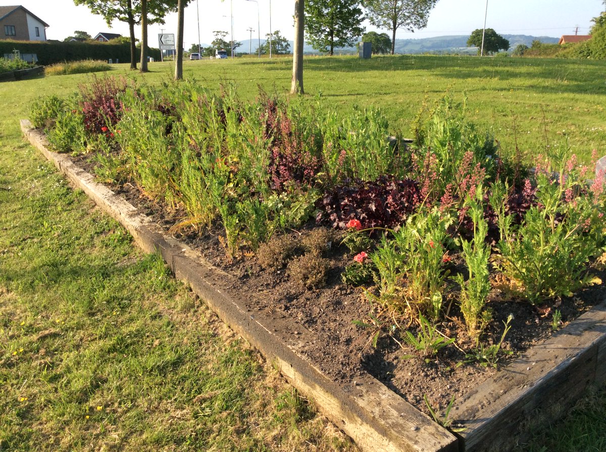 Denbighinbloom's tweet photo. We are probably the only ones looking forward to the forecasted #rain tomorrow, as the raised beds on the roundabout were so dry last night. Let’s be honest, we’ve had the longest dry spell in a while for #Denbigh 😂 #weatherworries #Volunteers #communitygardening #ourbloom https://t.co/3YalWmlTZl
