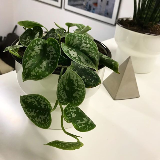 Owl has been doing a bit of planting for the new office.
#indoorplants #botanicals #owlandgiraffe #office bit.ly/2sa5a0y