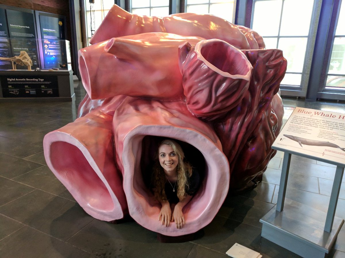 New Bedford Whaling Museum on Twitter: "Things to do this weekend: Climb  inside a life-size blue whale heart model. Check! #nowthatsdifferent  #whalingmuseum #memorialday… https://t.co/id113IdJUb"