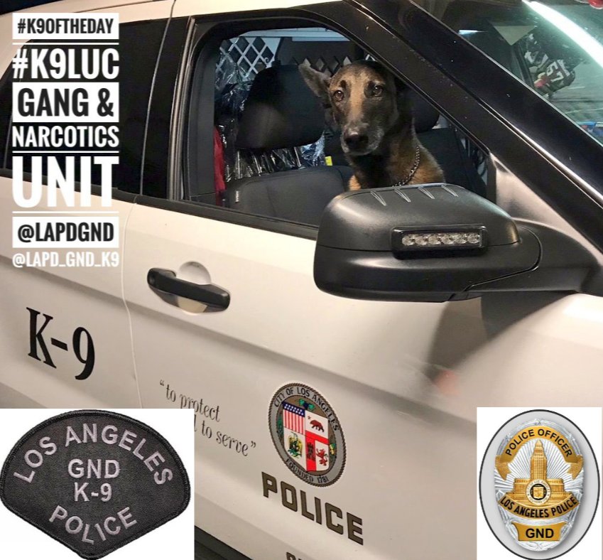 #K9OfTheDay 
K9 Luc is another reason why #BluePawsMatter 🐾🐾
@LAPDGND <a href="/LAPDK9/">lapdk9</a> #BackTheBlue 🚓