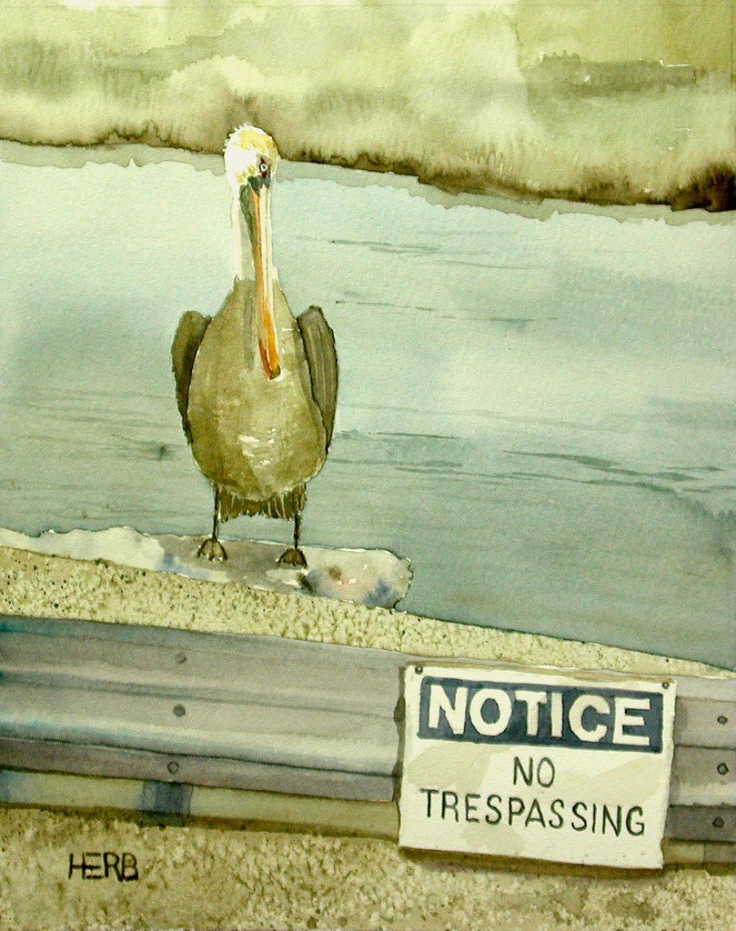 herbwilley's tweet photo. “Fineart comforts and inspires”
Pelicans Can’t Read 🐦 
Transparent watercolor
#HerbWilley #HERB #fineart #art #fineartist #transparentwatercolors #paintings #artcollect #artcollectors #artcollecting #pelicanscantread #pelicans #birdsofbeachblvd #beachblvdseries #beachblvdms https://t.co/97mxjZADMj