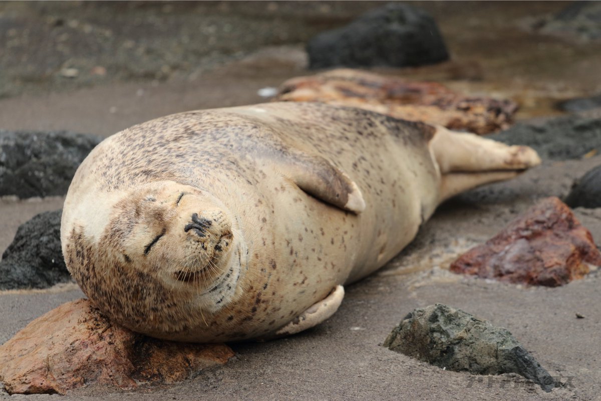 ワモン・ゴマフ・ゼニガタ・アゴヒゲと、手持ちのアザラシ寝姿写真