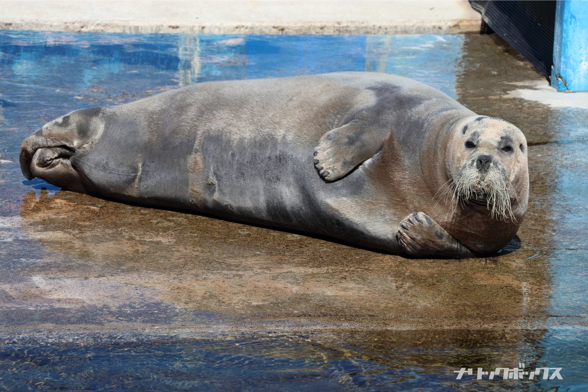 ワモン・ゴマフ・ゼニガタ・アゴヒゲと、手持ちのアザラシ寝姿写真