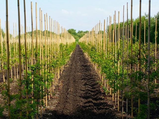 jajonesUK's tweet image. #Quercus #robur growing in our fields for supply 2020 onwards.

#futuretrees #english #oak #actionoak #bluesky #sunshine #woodland #environment #treesofinstagram #treesoftwitter