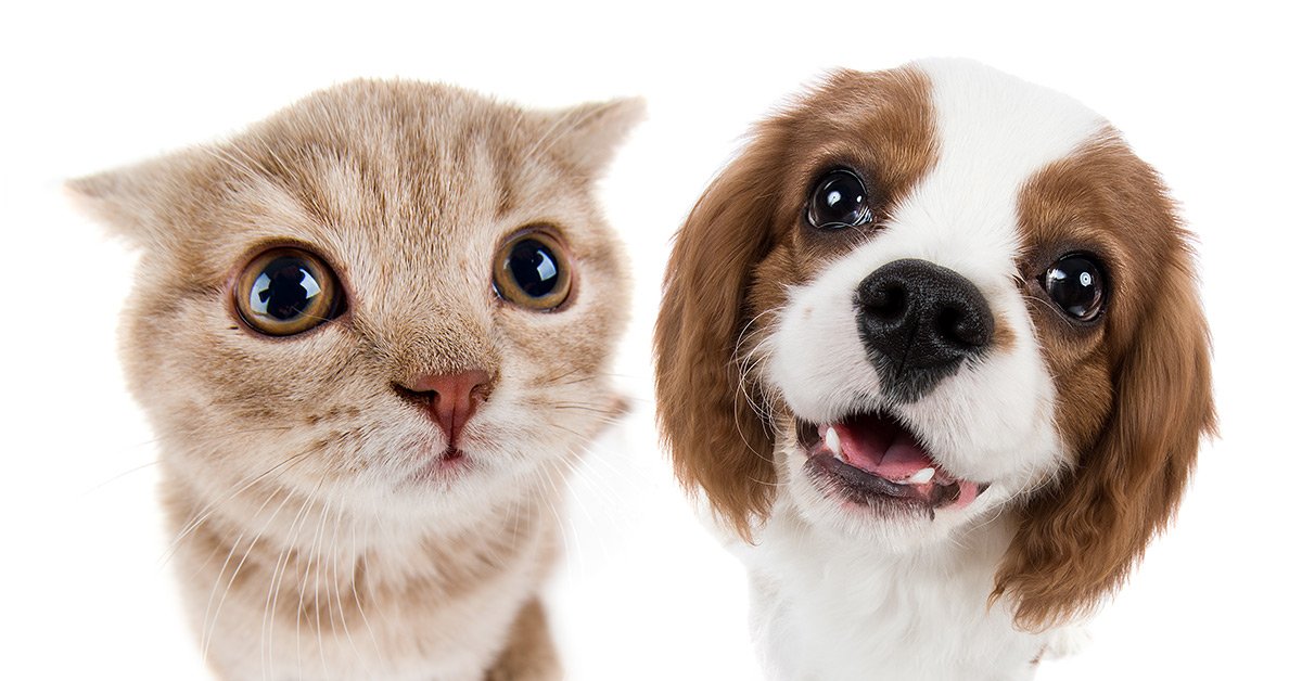 T️urn your passion about the welfare of 🐱 and 🐶 in to a career!

Our university-level foundation degree in canine and feline industries provides the pawfect start for a career in animal nutrition, behaviour and therapy! 🐾  
moulton.ac.uk/our-courses/hi… <a href="/COAPE_Ed/">COAPE EDUCATION</a>