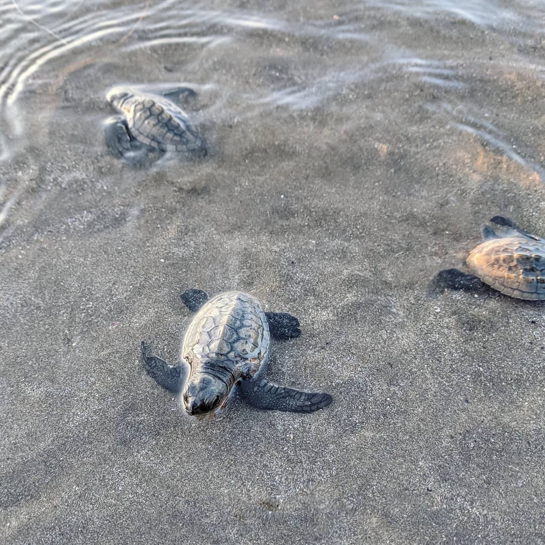 Throwback to this magical morning.
It's not everyday you spot baby turtles hatching on the beach and making their way into the ocean. Makes you realize how beautiful, fragile and precious life is. #worldturtleday
