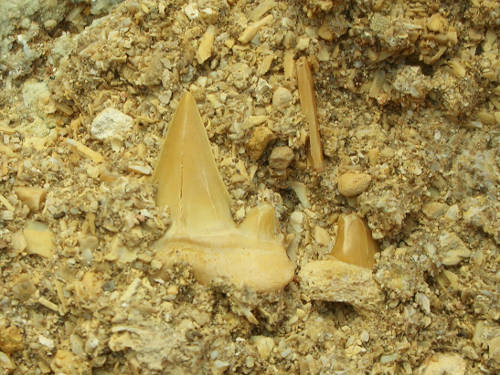 BirkbeckScience's tweet image. What can analysing fossilized #shark’s teeth reveal about past #ecosystems and evolution? Dr Charlie Underwood will explain in his free #BBKScienceWeek lecture on June 21 (5.30pm) ow.ly/evXS30k8XVe
