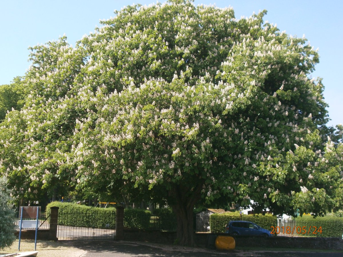 AberladyP2's tweet photo. Trying to be Impressionists this afternoon - painting our beautiful school Horse Chestnut tree. https://t.co/ruocmcNtVn