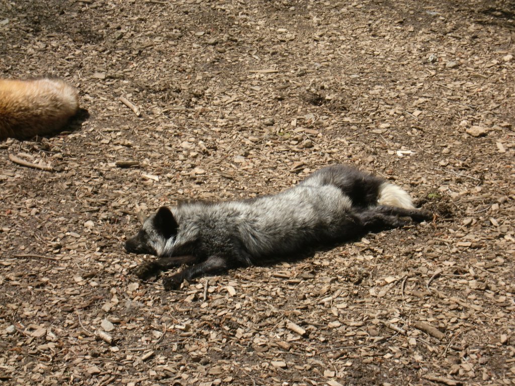 キツネ画像bot (@fox_mods) on Twitter photo 