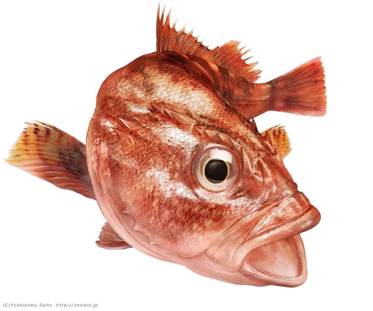 斉藤幸延 Yoshinobu Saito Twitterren 魚描くお仕事またやりたいな この絵は釣り具のパッケージのイラストです ご依頼お待ちしております M M 斉藤幸延 Yoshinobu Saito Twitterren 魚描くお仕事またやりたいな この絵は釣り具のパッケージのイラストです ご依頼お待ちしております M M