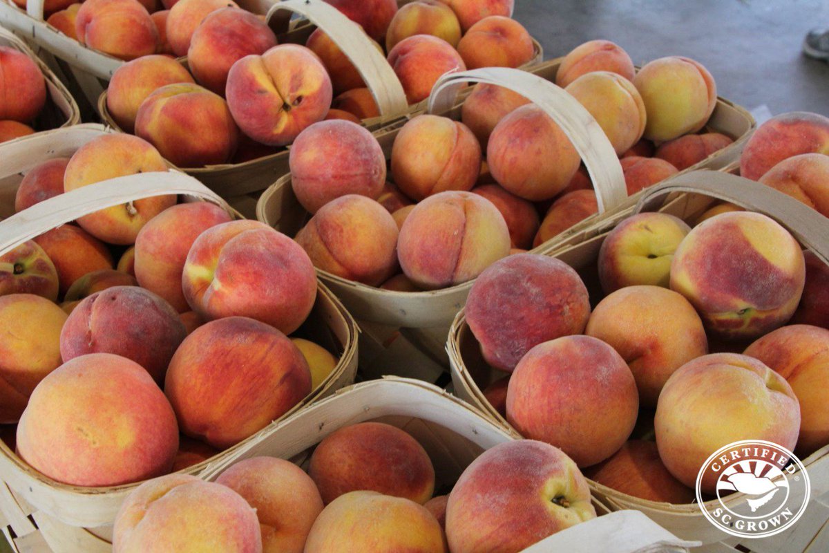 Certified South Carolina tweet media